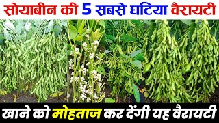 Soybean ki variety | सबसे बेकार किस्में | Soybean ki sabse khatarnak variety | soybean ki kheti