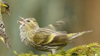 Siskin Courtship Feeding