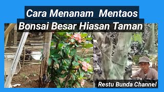 Cara Menanam Mentaos Bonsai Besar Hiasan Taman #alamseru