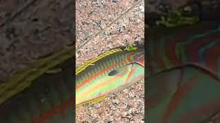 Unique Beautiful Fish #youtubeshorts #ytshorts #shortsvideo #youtube