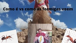 como é vs como as formigas veem