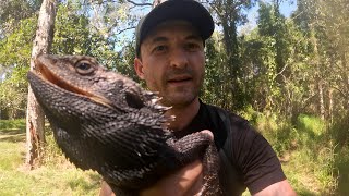 STUNNING EASTERN BEARDED DRAGON RELOCATED FROM A DOG PARK, BRISBANE