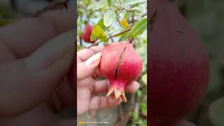 pomegranate harvesting video part (1)