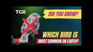 Which Bird is The Most Common on Earth? | Not Sparrow | #ShortVideo 145