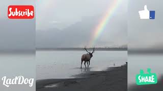 Moose walking towards a rainbow. | LadDog