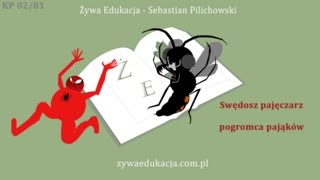 Kadry Przyrody 02/01 (Swędosz vs pająk) (black-banded spider wasp)