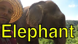 Ethical Elephant Sanctuary Thailand