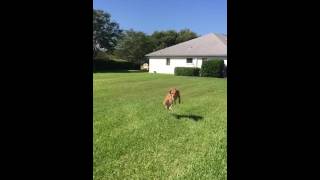 June 22, 2016 - Lola Catching a Ball