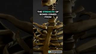 The Strength of Bones