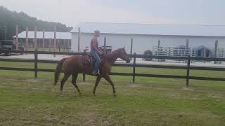 Sorrel QH Mare