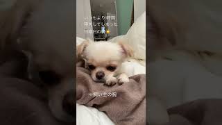 ごはんまだ？1時間寝坊してしまった日曜日の朝。。ゴメンね🥹 #犬 #犬のいる暮らし #はらぺこ