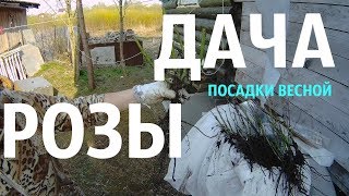 ДАЧА  РОЗЫ  ПОСАДКИ ВЕСНОЙ !!!