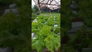 Batavia Lettuce - Selada Batavia (Bejo Sementel) Siap Panen