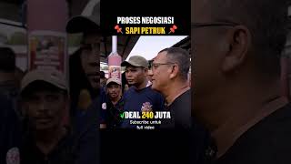 Proses Negosiasi Sapi Petruk 240 Juta