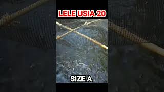 lele usia 20 #lele #fish #animals #shortsyoutube