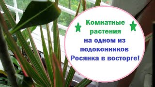 Комнатные растения на одном из подоконнков :драцена триколор , росянка , адениум и другие