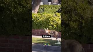 I DEAL WITH THIS ON A DAILY BASIS #shorts #youtubeshorts #nature #wildlife #animals #coyote #fyp