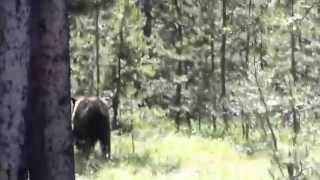 Grizzly Bear At Yellowstone