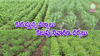 కురుస్తున్నవర్షాలు - కలుపునివారణ చర్యలు  Weed Management With Post Emergence Herbicides II PJTSAU II