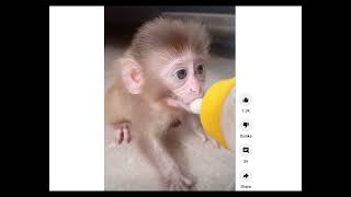 Why is that cute baby monkey freaking me out??? Into the uncanny valley...