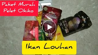 Ikan Louhan Ku Pelet Okiko