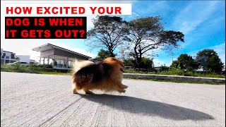 Pomeranian Dog | Shot on DJI osmo action 3 120 FPS