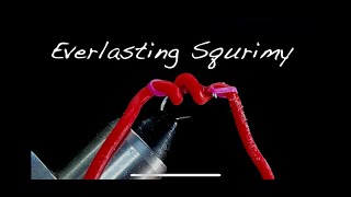 Tying a Everlasting Squrimy Worm