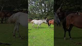 New Forest Horses Relaxing By The Oak Tree