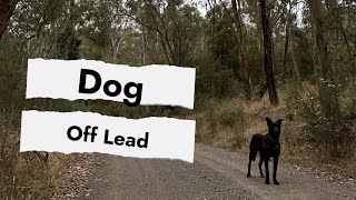 Dog off lead