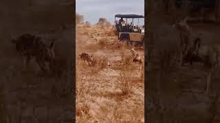 Ep1 Wild dogs with warthog