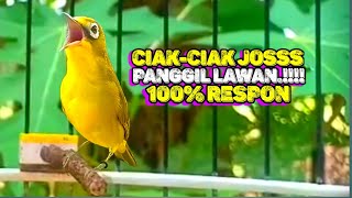 ciak jos kecial kuning gacor panggil lawan || 100% pasti respon