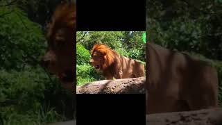 LION | KING sound Wild Animals #shorts #wildlife #lion