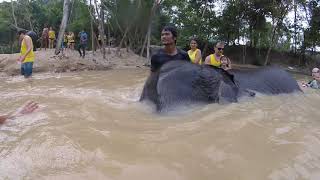 Thailand - WE SWAM WITH ELEPHANTS!