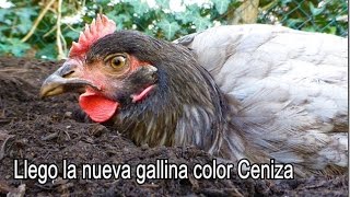 La Gallina color Ceniza - Llego la nueva gallina y se revolucionó el Gallinero