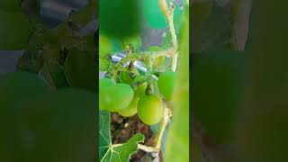 first grape harvest🍇 today in my tiny garden. "subscribe" for more☺☺☺☺    #harvest #grape #homestead