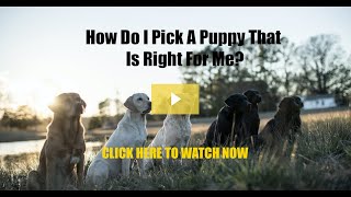 How Do I Pick A Puppy That Is Right For Me?