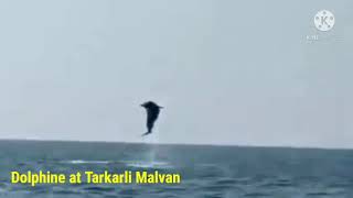 Dolphin Spotted at Tarkarli Malvan Beach Maharashtra