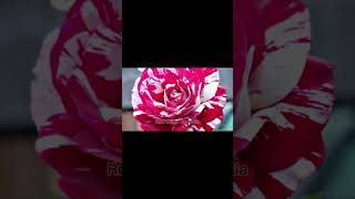 Red White Camellia #flower #flowers #rose #roses #loveualways #shortvideo #shorts