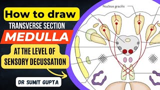 Transverse Section of Medulla || T.S of Medulla at Sensory Decussation