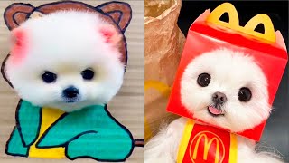 Cute Pomeranian Puppies Doing Funny Things #30🐶Cute and Funny Dogs 2024😅Box Studios