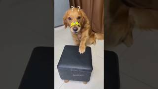 Funny Animals 2024 😂 - Funniest Cats and Dogs video 🐱 🐶 #shorts