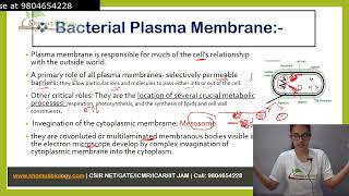 Cell membrane structure of bacteria