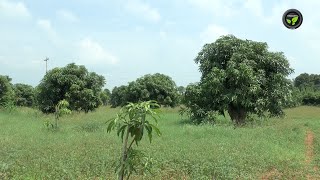 ಸ್ವಂತ ಮಾರಾಟದಿಂದಾಗಿ ಗೆದ್ದ ಸಮಗ್ರ ಕೃಷಿ - ಟಿ. ಅನಿಲಕುಮಾರ|Integrated Farming won due to own sales of mango