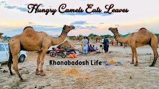 Hungry Camels Eating dry leaves in camel sale market | Lunch | Camel Marketing