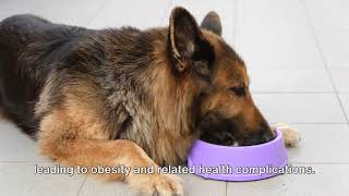 Overfeeding and Obesity: A Canine Crisis. #shorts