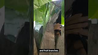 How to Keep Animals from Stealing Fruit Using Reflections