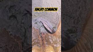 Angry carp!!!!  #fishing #carp #fish #carpfishing #shortsvideo #shorts