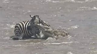 Zebra gets caught by a massive nile crocodile