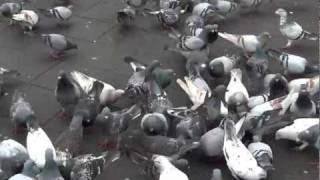 pigeons on the front gate of Chang Kai Shek Memorial Hall Taipei, Taiwan