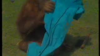 1992. 06. Zoran Rajic sa orangutankom Sanjom